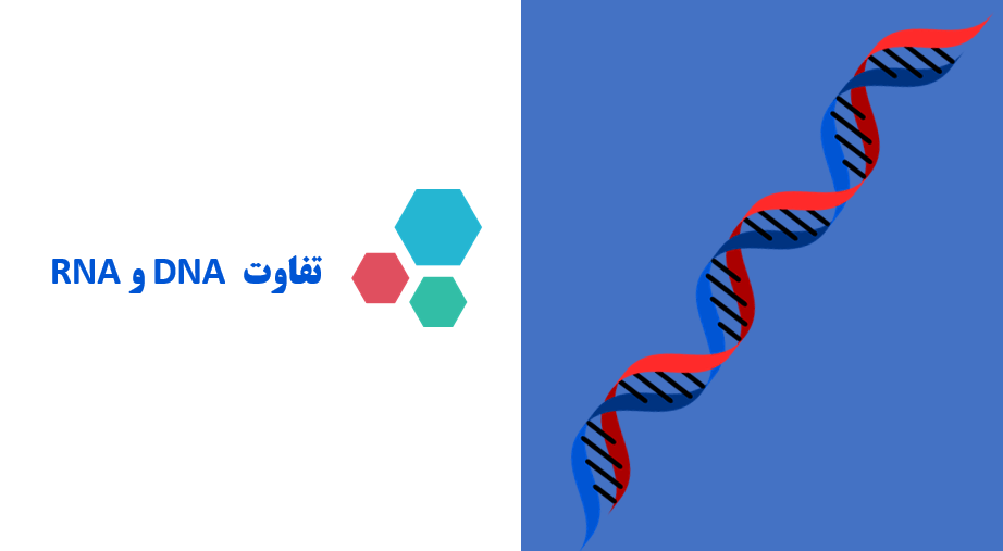 پاورپوینت تفاوت DNA و RNA