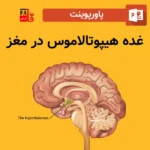 پاورپوینت غده هیپوتالاموس در مغز