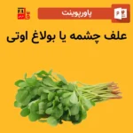 پاورپوینت علف چشمه یا بولاغ اوتی