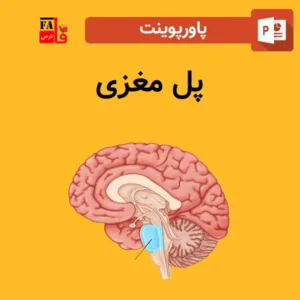 پاورپوینت پل مغزی