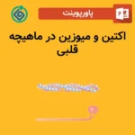 پاورپوینت اکتین و میوزین در ماهیچه قلبی